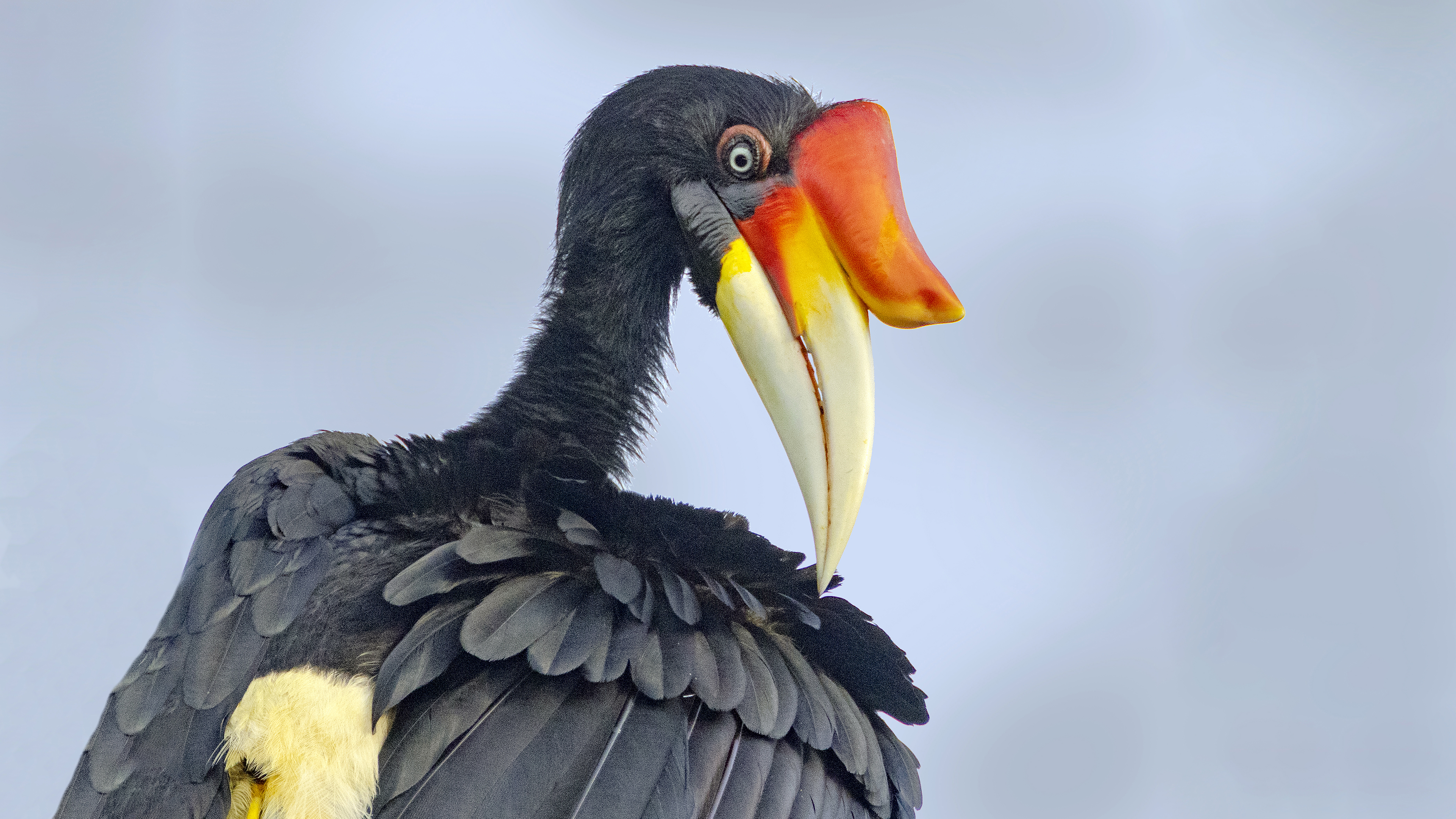 Check for To the Ends of the Earth: Avian Chronicles airing on a public television station near you!